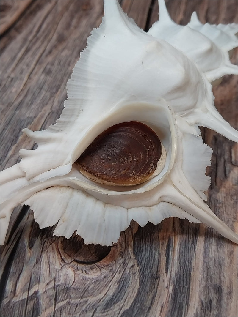 Alabaster Murex with Operculum - 5.5" - ShelllsLoving Coastal Living