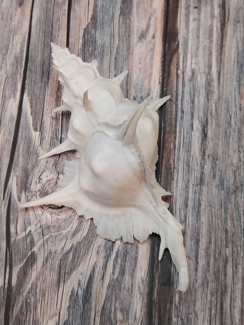 Alabaster Murex with Operculum - 5.5" - ShelllsLoving Coastal Living