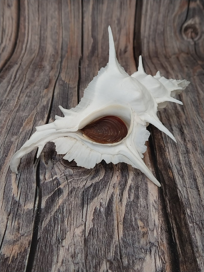 Alabaster Murex with Operculum - 5.5" - ShelllsLoving Coastal Living