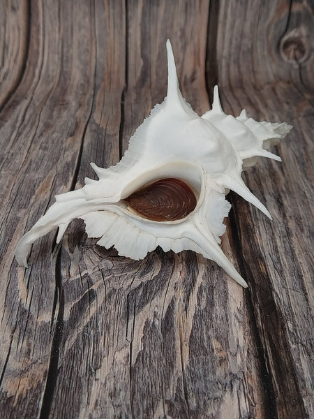 貝殻 Maurea Muriellae Alabaster Murex Shell with Operculum 5.5