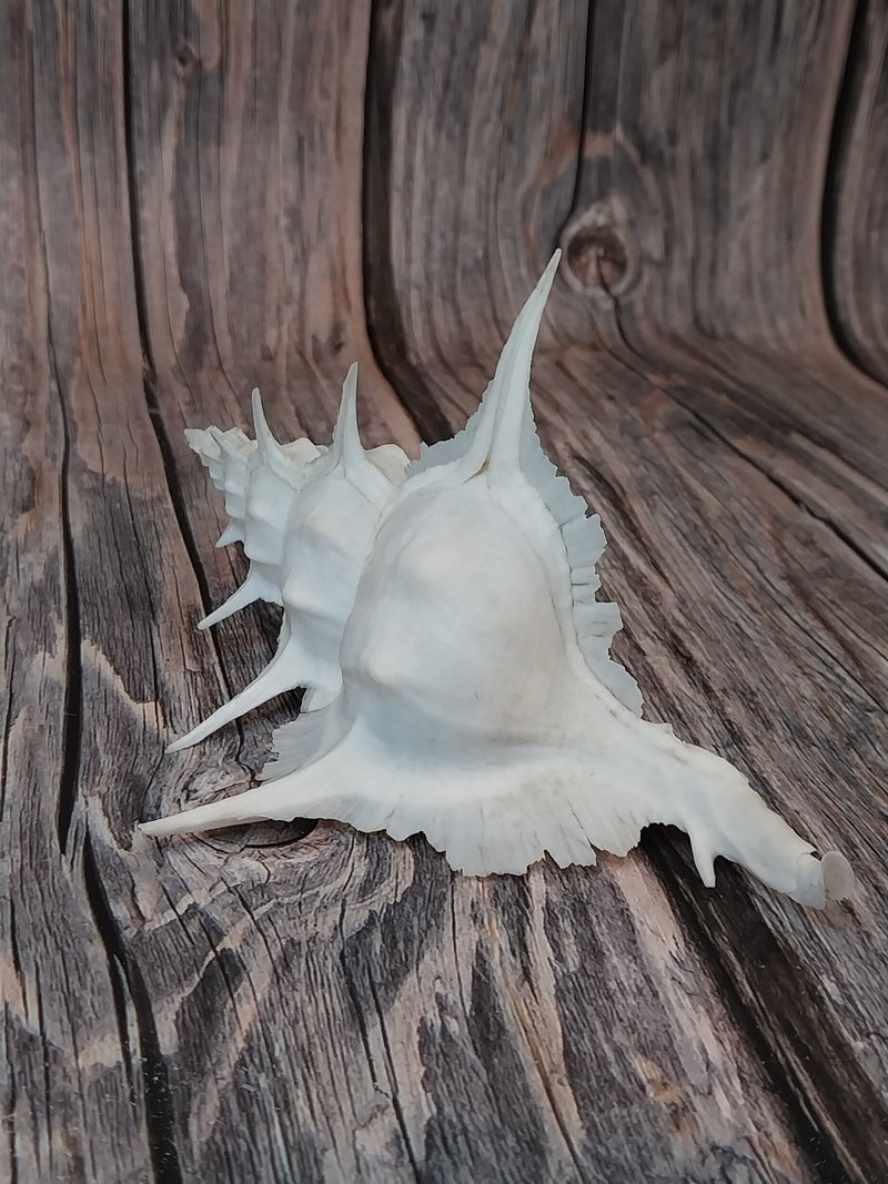 Alabaster Murex with Operculum - 5.5" - ShelllsLoving Coastal Living