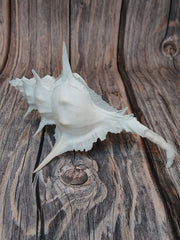 Alabaster Murex with Operculum - 5.5