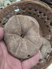 All natural Brown Sea Biscuits Puffer Thick Sand Dollar - Loving Coastal Living