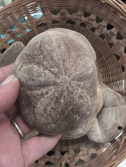 All natural Brown Sea Biscuits Puffer Thick Sand Dollar - Loving Coastal Living