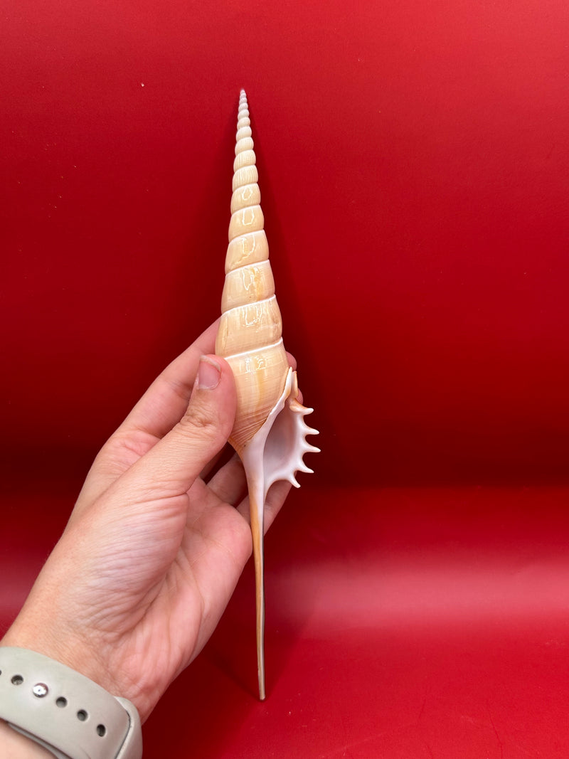 Shinbone tibia shell being held to see the inside of the aperture