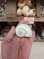 Apple Cherry Snail - Loving Coastal Living