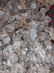 Apple Murex Shell Phyllonotus pomum - ShellsLoving Coastal Living