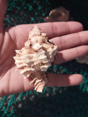 Apple Murex Shell Phyllonotus pomum - ShellsLoving Coastal Living