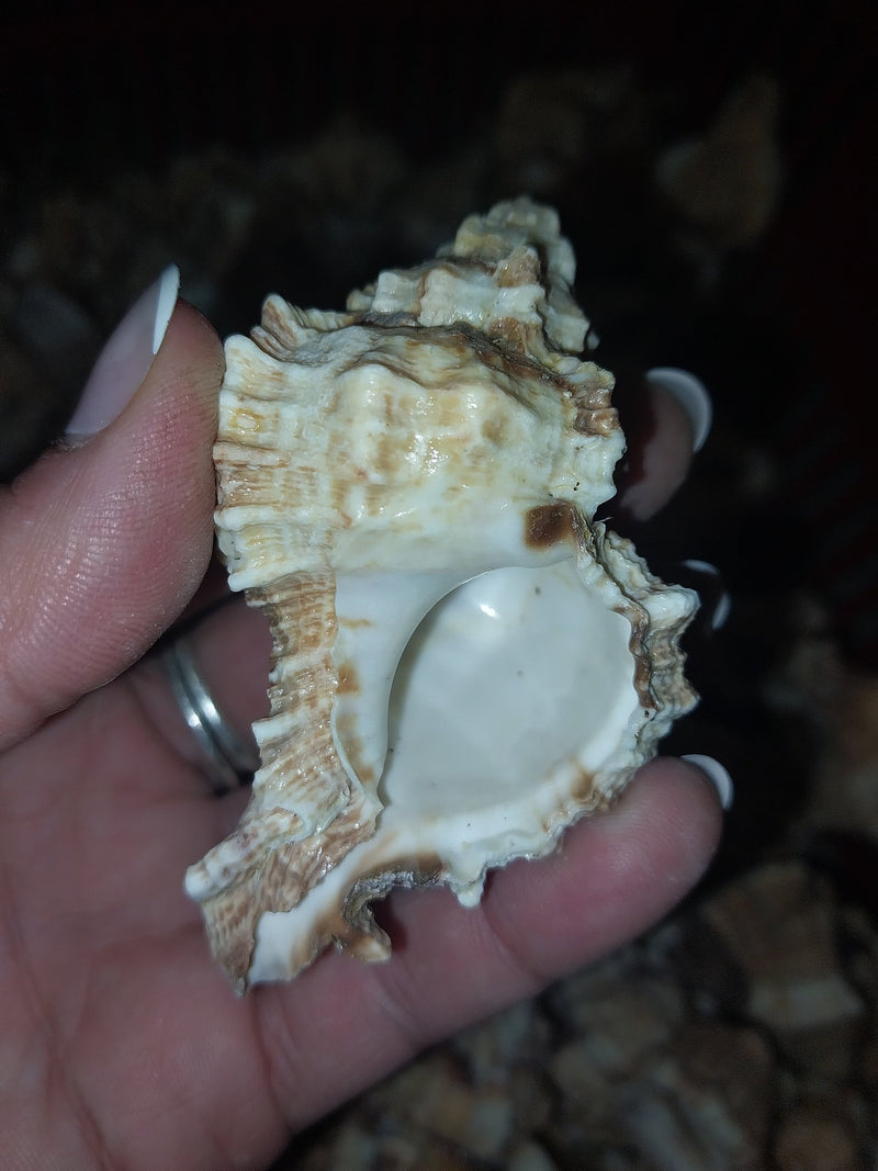 Apple Murex Shell Phyllonotus pomum - ShellsLoving Coastal Living