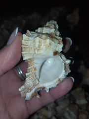 Apple Murex Shell Phyllonotus pomum - ShellsLoving Coastal Living