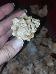 Apple Murex Shell Phyllonotus pomum - ShellsLoving Coastal Living