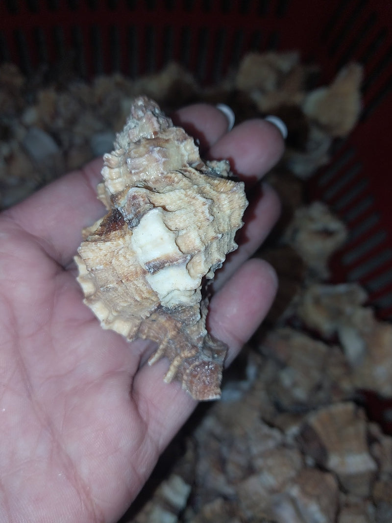 Apple Murex Shell Phyllonotus pomum - ShellsLoving Coastal Living