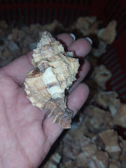 Apple Murex Shell Phyllonotus pomum - ShellsLoving Coastal Living