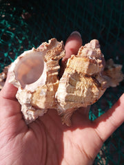 Apple Murex Shell Phyllonotus pomum - ShellsLoving Coastal Living