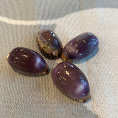 Arabian Cowrie Shell - Purple Top - Loving Coastal Living