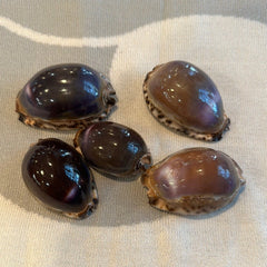 Arabian Cowrie Shell - Purple Top - Loving Coastal Living