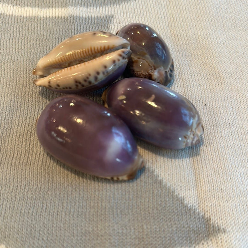 Arabian Cowrie Shell - Purple Top - Loving Coastal Living