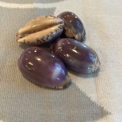 Arabian Cowrie Shell - Purple Top - Loving Coastal Living