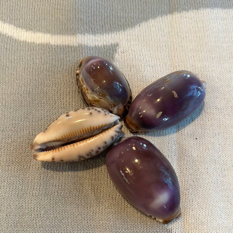 Arabian Cowrie Shell - Purple Top - Loving Coastal Living