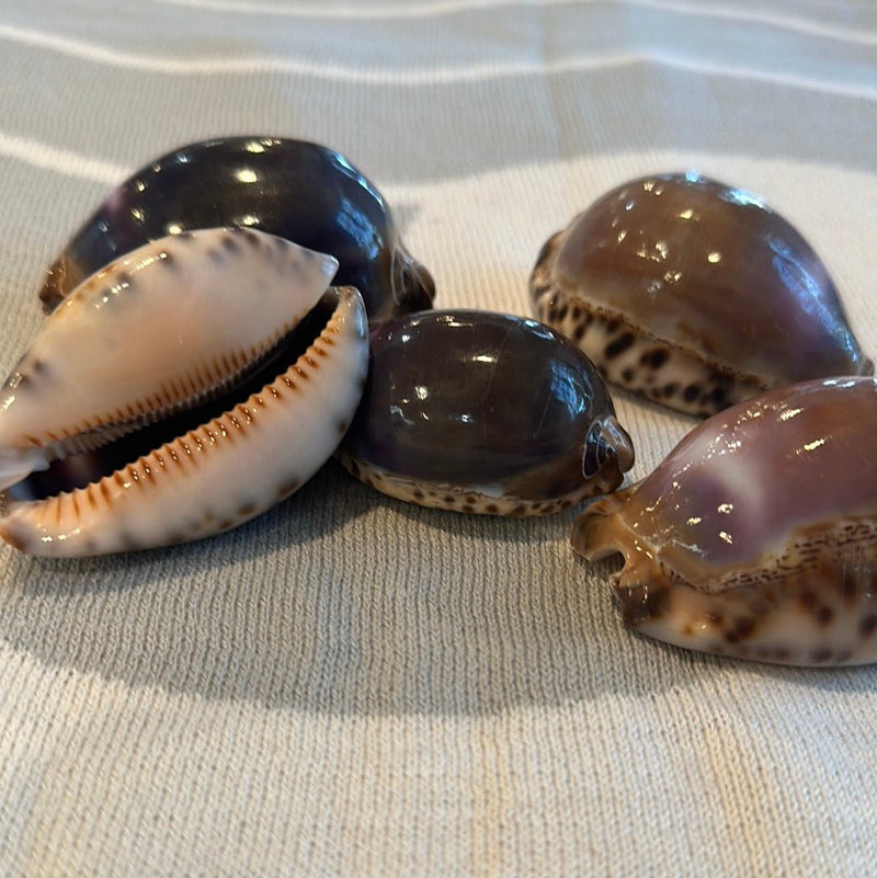 Arabian Cowrie Shell - Purple Top - Loving Coastal Living