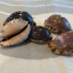 Arabian Cowrie Shell - Purple Top - Loving Coastal Living