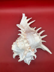 Arial view of murex ramosus showing spines