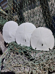 Arrowhead Sand Dollar - Four Sizes - Sand DollarLoving Coastal Living