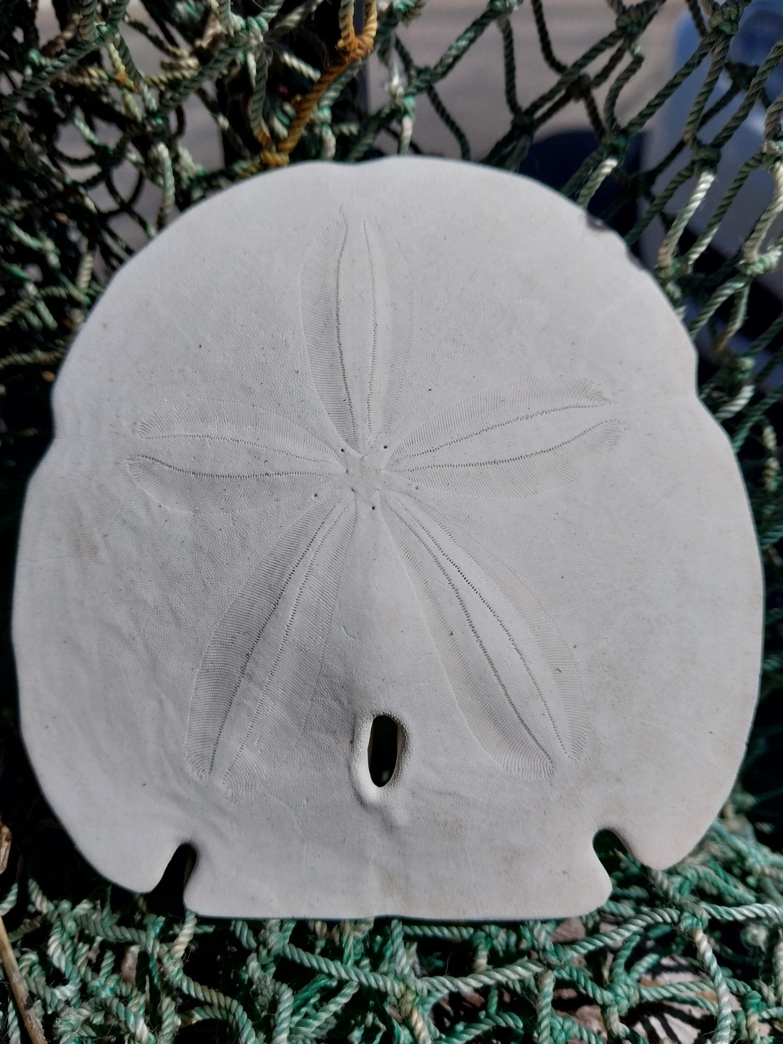 Encope Arrowhead Sand Dollar – Encope michelini – 4–5