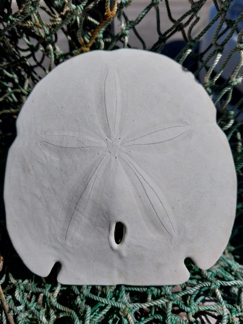 Arrowhead Sand Dollar - Four Sizes - Sand DollarLoving Coastal Living