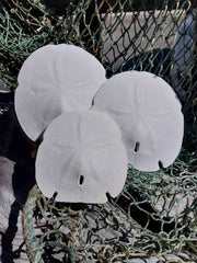 Arrowhead Sand Dollar - Four Sizes - Sand DollarLoving Coastal Living