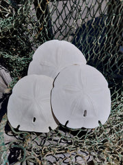 Arrowhead Sand Dollar - Four Sizes - Sand DollarLoving Coastal Living