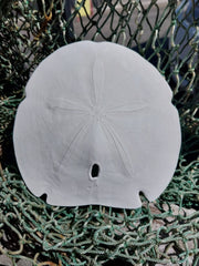 Arrowhead Sand Dollar - Four Sizes - Sand DollarLoving Coastal Living