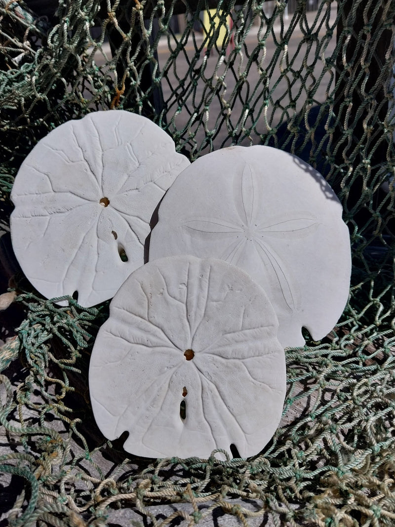 Arrowhead Sand Dollar - Four Sizes - Sand DollarLoving Coastal Living