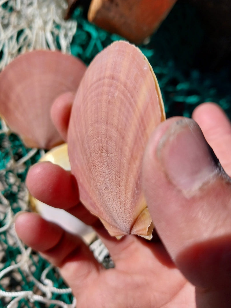 Asian Moon/Sun Scallop Pairs - ShellsLoving Coastal Living