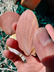 Asian Moon/Sun Scallop Pairs - ShellsLoving Coastal Living