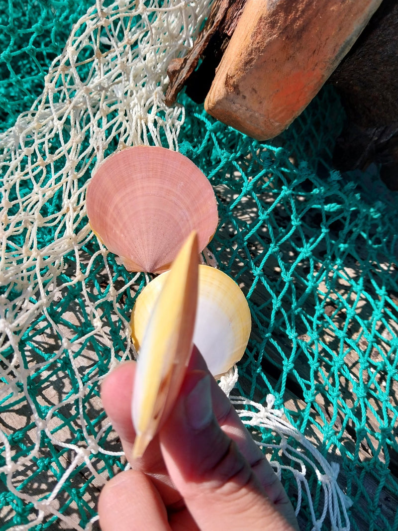 Asian Moon/Sun Scallop Pairs - ShellsLoving Coastal Living