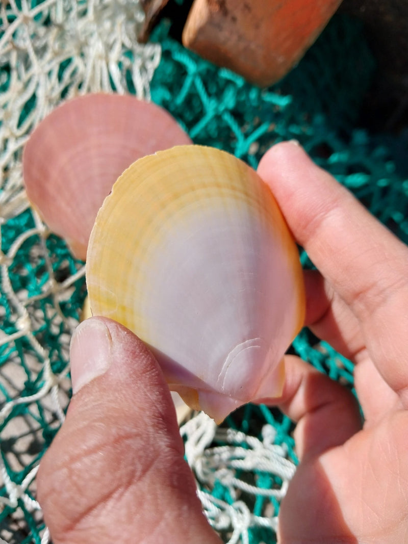 Asian Moon/Sun Scallop Pairs - ShellsLoving Coastal Living