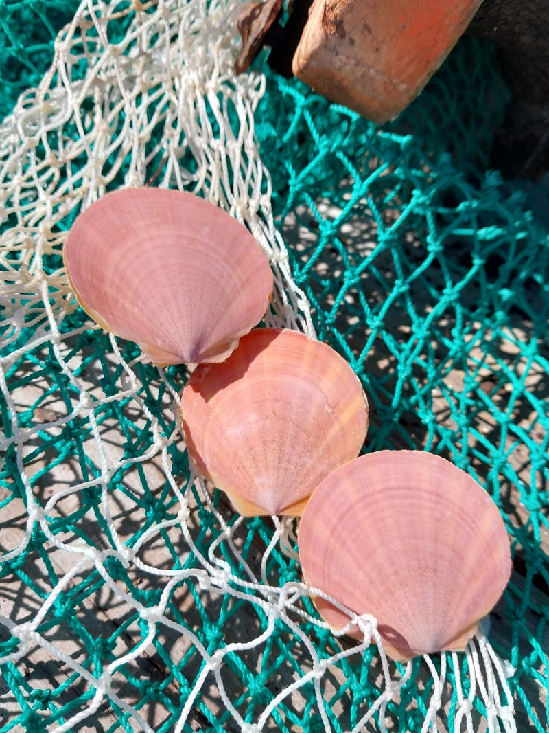 Asian Moon/Sun Scallop Pairs - ShellsLoving Coastal Living