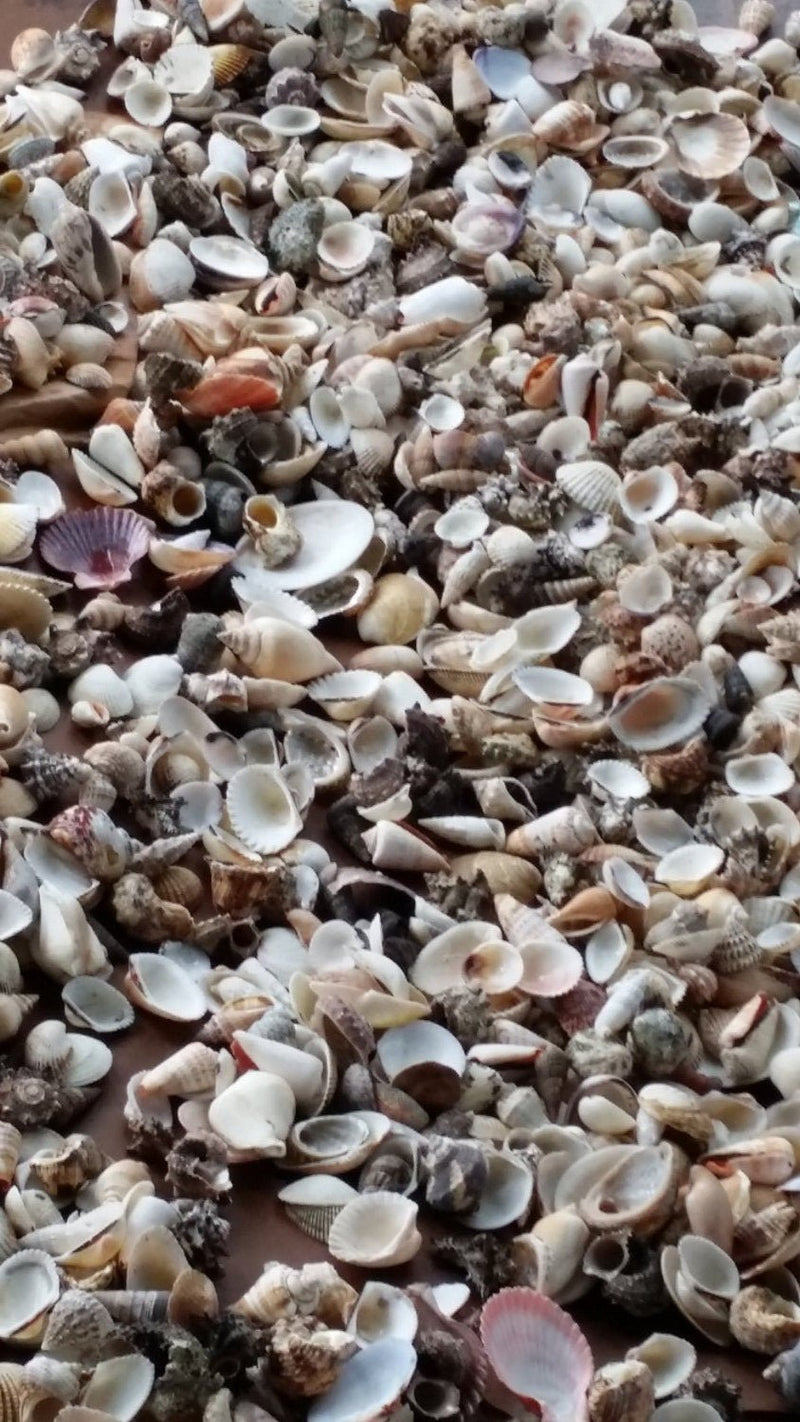 Assortment Mixed Shells Lot -Natural Seashell Mix | Loving Coastal Living