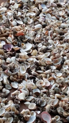 Assortment Lot Natural Seashell Mix - Loving Coastal Living