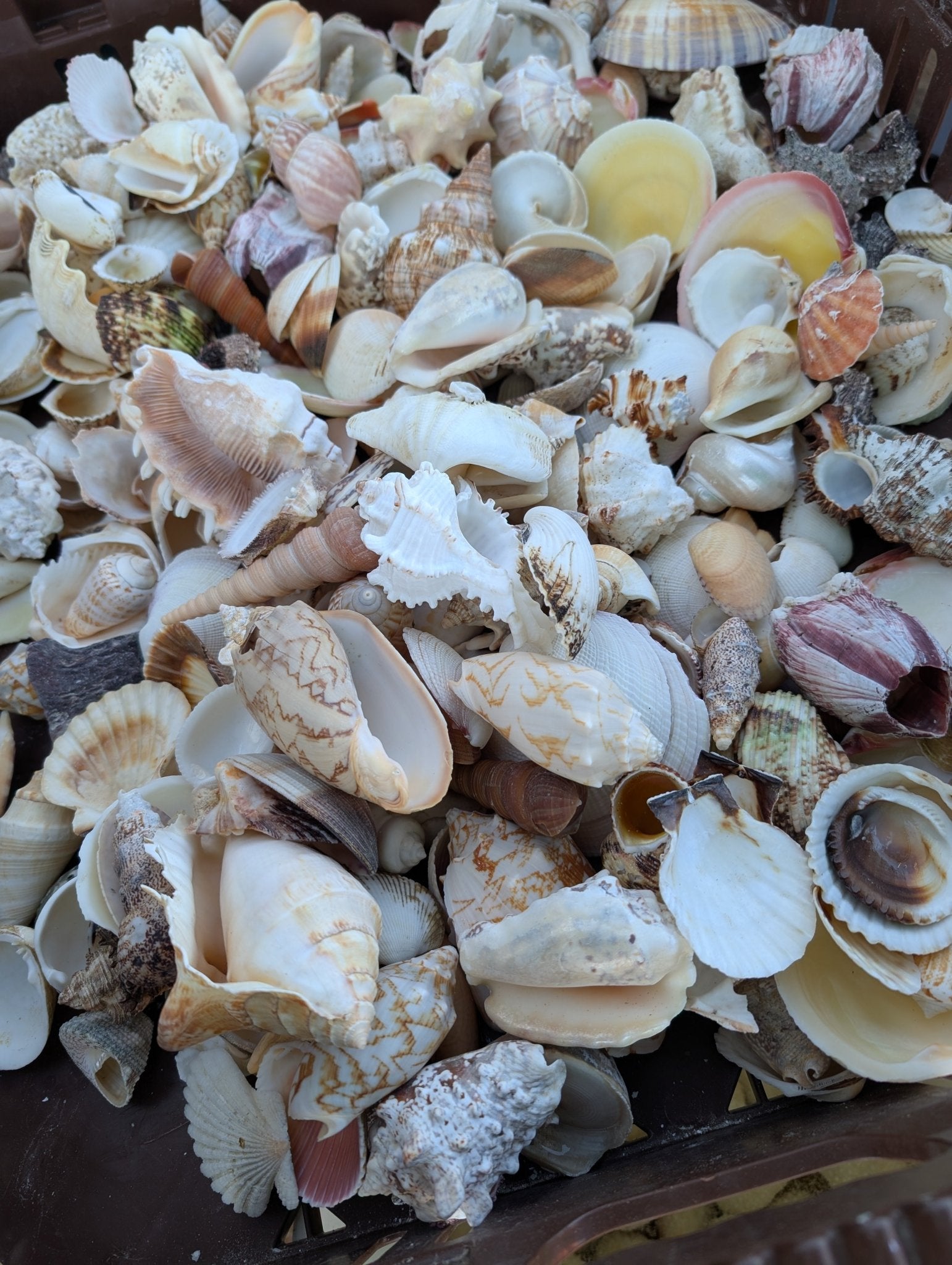 Assortment Mixed Shells Lot -Natural Seashell Mix | Loving Coastal Living