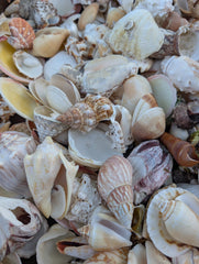Assortment Mixed Shells Lot - Natural Seashell Mix - Loving Coastal Living