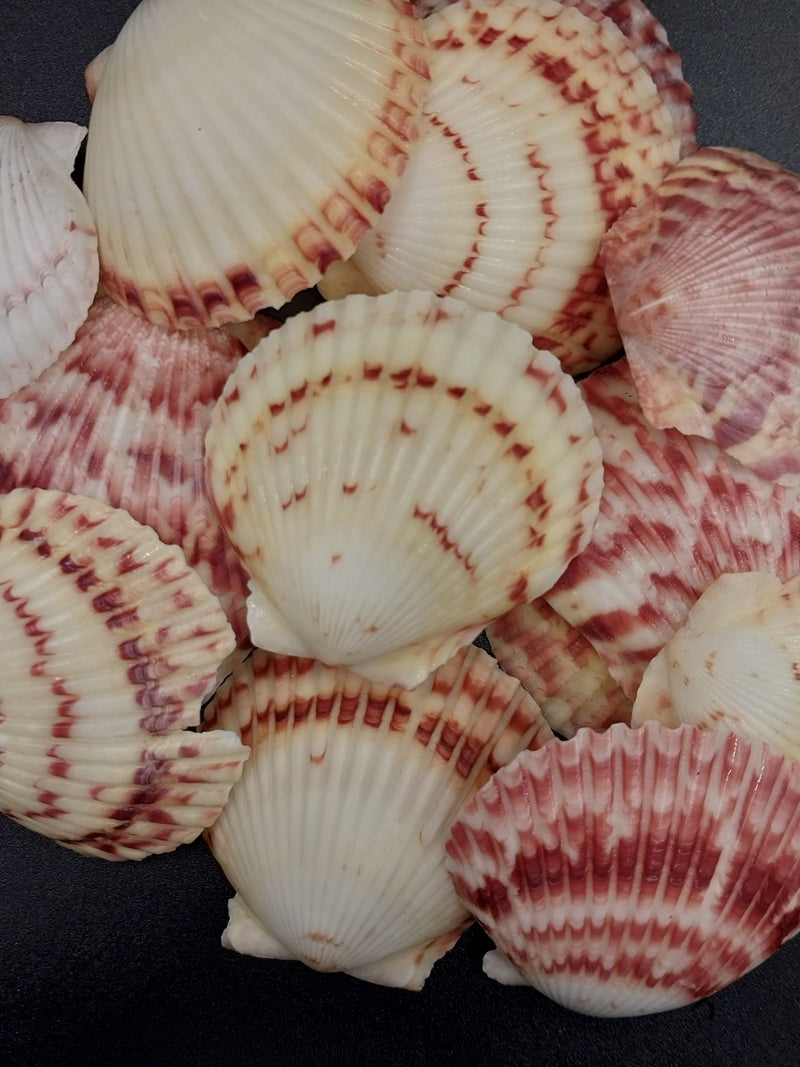 Atlantic Calico Scallop Shells (Argopectin Gibbus) - ShellsLoving Coastal Living