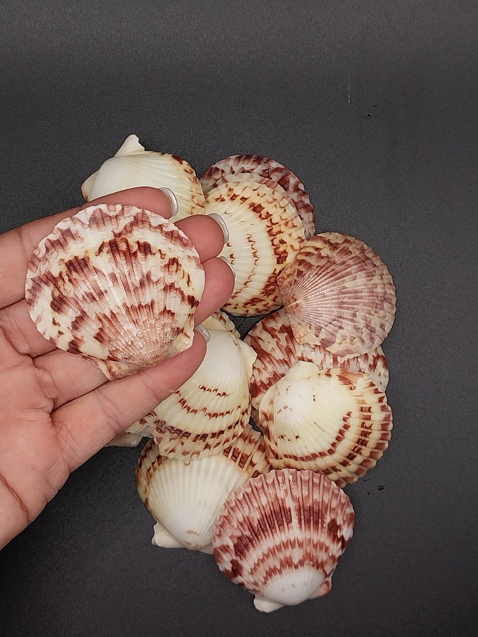 Scallop Shell Master Yellow and Purple Calico Scallop Shells | Coastal Decor & Crafts ...