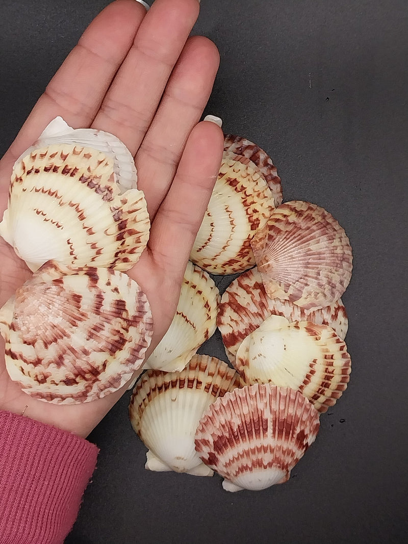 Atlantic Calico Scallop Shells (Argopectin Gibbus) - ShellsLoving Coastal Living