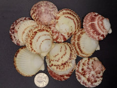 Atlantic Calico Scallop Shells (Argopectin Gibbus) - ShellsLoving Coastal Living