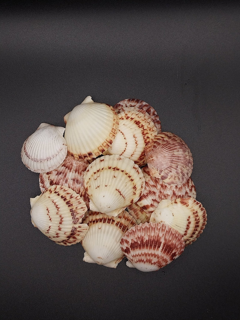 Atlantic Calico Scallop Shells (Argopectin Gibbus) - ShellsLoving Coastal Living