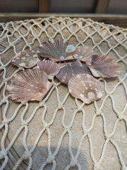 Baby flat scallops - Loving Coastal Living