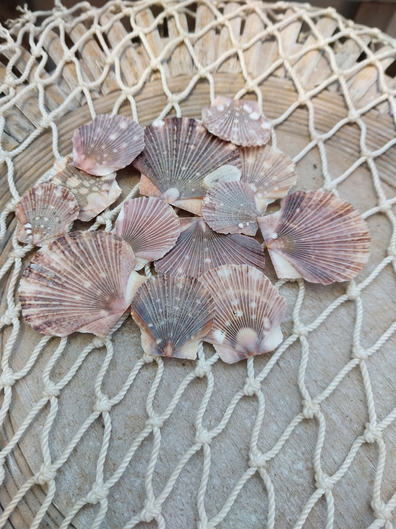 Baby flat scallops - Loving Coastal Living