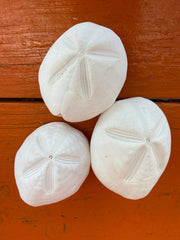 Baby Gopher Sand Dollar - Sand DollarLoving Coastal Living